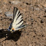 Iphiclides podalirius - Vidlochvost ovocný IMG_5542