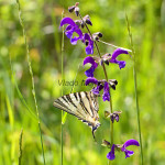 Iphiclides podalirius - Vidlochvost ovocný IMG_9446