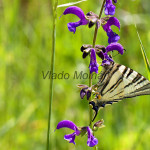 Iphiclides podalirius - Vidlochvost ovocný IMG_9448