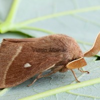 Lasiocampa trifolii - Priadkovec ďatelinový 192145