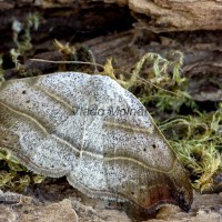 Laspeyria flexula - Stužkavec lišajníkový 809940695