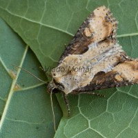 Lateroligia ophiogramma - Sivkavec kosatcový 201044