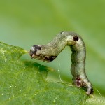 Ligdia adustata - Piadivka bršlenová 23-05-08