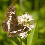 Limenitis camilla - Bielopásovec zemolezový IMG_0839