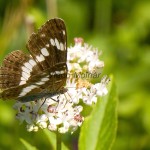 Limenitis camilla - Bielopásovec zemolezový IMG_0841