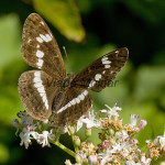 Limenitis camilla - Bielopásovec zemolezový IMG_0867