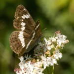 Limenitis camilla - Bielopásovec zemolezový IMG_0870