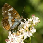 Limenitis camilla - Bielopásovec zemolezový IMG_0872