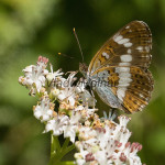 Limenitis camilla - Bielopásovec zemolezový IMG_0873