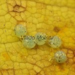 Lithosia quadra - Lišajníkovec štvorbodý 19-44-54