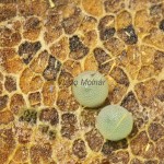 Lithosia quadra - Lišajníkovec štvorbodý 19-46-31