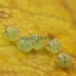 Lithosia quadra - Lišajníkovec štvorbodý 19-47-02