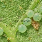 Lithosia quadra - Lišajníkovec štvorbodý 19-47-38