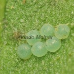 Lithosia quadra - Lišajníkovec štvorbodý 19-48-10