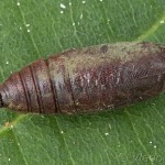 Lobophora halterata - Piadivka topoľová 16-47-25