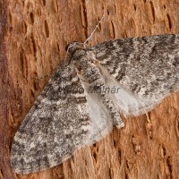 Lobophora halterata - Piadivka topoľová 172810