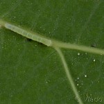 Lobophora halterata - Piadivka topoľová 22-41-48