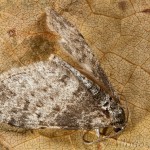 Lobophora halterata - Piadivka topoľová 23-57-03