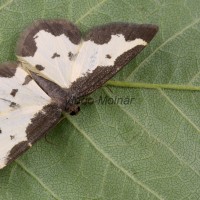 Lomaspilis marginata - Piadivka liesková 081255