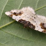 Lomaspilis marginata - Piadivka liesková 081614