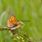 Lycaena dispar - Ohniváčik veľký IMG_0755