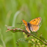 Lycaena dispar - Ohniváčik veľký IMG_0757