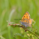 Lycaena dispar - Ohniváčik veľký IMG_0760