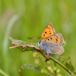 Lycaena dispar - Ohniváčik veľký IMG_0763