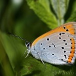 Lycaena dispar - Ohniváčik veľký IMG_4594