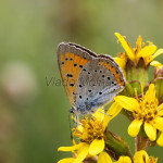 Lycaena dispar - Ohniváčik veľký IMG_5815