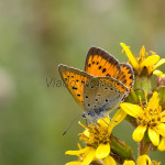 Lycaena dispar - Ohniváčik veľký IMG_5816