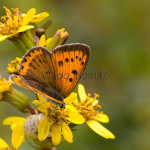 Lycaena dispar - Ohniváčik veľký IMG_5824