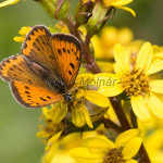 Lycaena dispar - Ohniváčik veľký IMG_5826