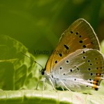 Lycaena dispar - Ohniváčik veľký IMG_7730