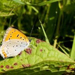 Lycaena dispar - Ohniváčik veľký IMG_7731