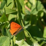 Lycaena dispar - Ohniváčik veľký IMG_9624.jpg