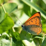 Lycaena dispar - Ohniváčik veľký IMG_9626