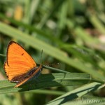 Lycaena dispar - Ohniváčik veľký IMG_9630