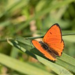 Lycaena dispar - Ohniváčik veľký IMG_9631.jpg