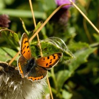 Lycaena phlaeas - Ohniváčik čiernokrídly IMG_9472