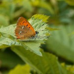 Lycaena virgaureae - Ohniváčik zlatobyľový 7307