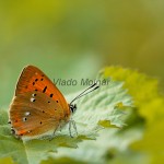 Lycaena virgaureae - Ohniváčik zlatobyľový 7312