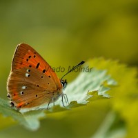 Lycaena virgaureae - Ohniváčik zlatobyľový 7316