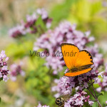 Lycaena virgaureae - Ohniváčik zlatobyľový IMG_0096