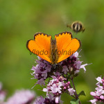 Lycaena virgaureae - Ohniváčik zlatobyľový IMG_0097