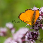 Lycaena virgaureae - Ohniváčik zlatobyľový IMG_0098