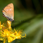 Lycaena virgaureae - Ohniváčik zlatobyľový IMG_3076