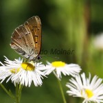 Lycaena virgaureae - Ohniváčik zlatobyľový IMG_3106