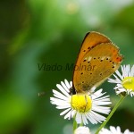 Lycaena virgaureae - Ohniváčik zlatobyľový IMG_3111