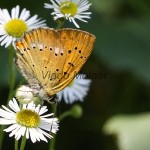 Lycaena virgaureae - Ohniváčik zlatobyľový IMG_3112